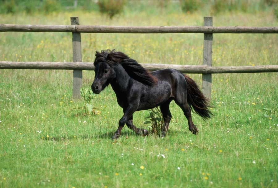 Black pony trotting in a grassy field, wooden fence in the background.