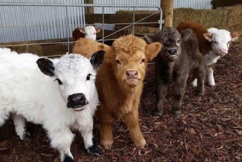 Calves of varying colors stand in a pen with a metal fence.