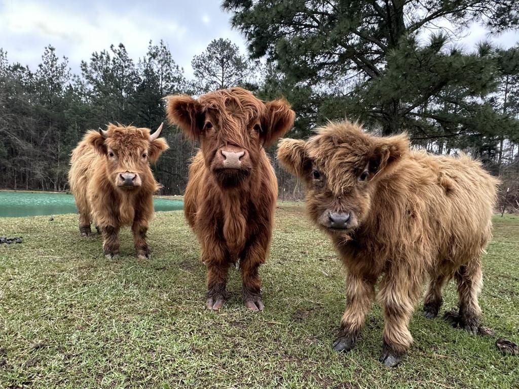 Three fluffy brown Highland cows stand in a grassy field.