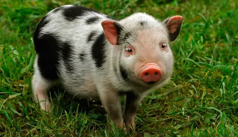 Piglet with black and white spots in green grass.