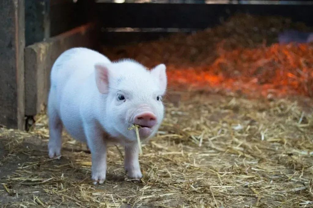 White piglet in a pen, eating straw. Hay and wood in background.