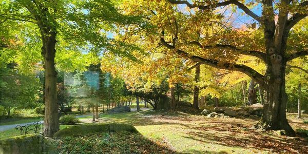 Vibrant autumn scene with trees displaying green and yellow leaves, a sunny day in a park setting.