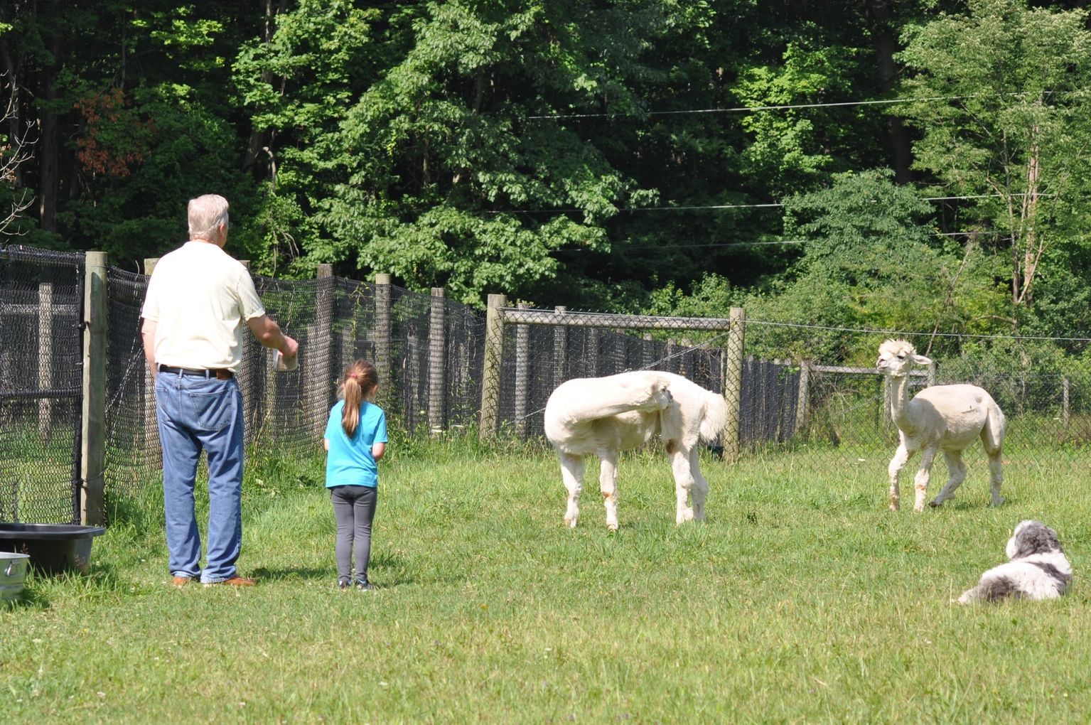 Man and child watching two alpacas in a grassy enclosure, a dog nearby.