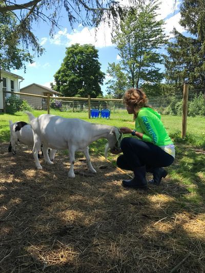 Woman in green shirt interacting with two white goats in a sunny grassy pen.