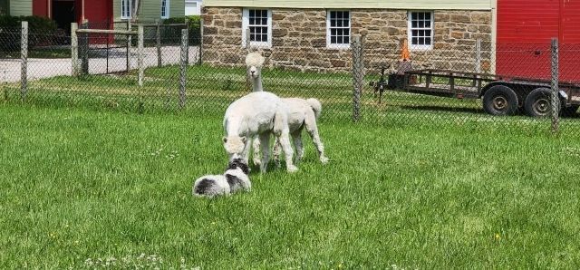 A small dog interacting with two white alpacas in a grassy yard, near a stone building.