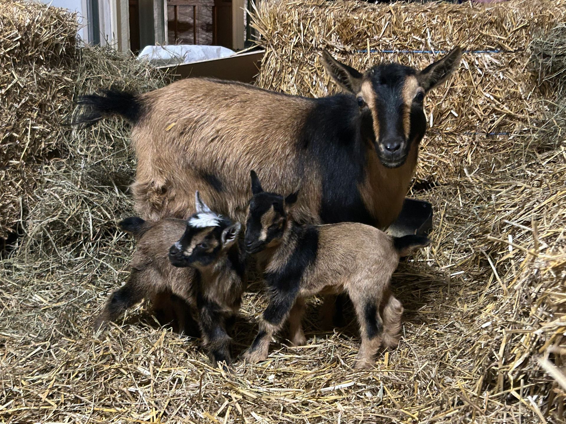 A brown goat with two kids in a straw-filled pen, looking towards the camera.