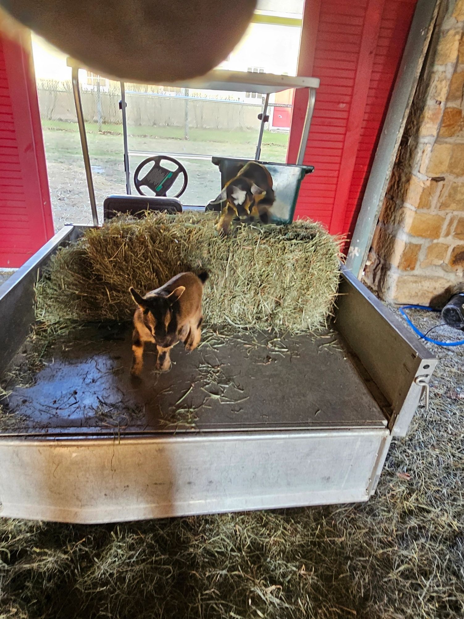 Two goats in a metal cart with hay. One goat stands in the cart, the other in the back. Red door background.