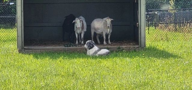 Three sheep in a shelter, a dog lies in the grass in front. Green grass, sunny day.
