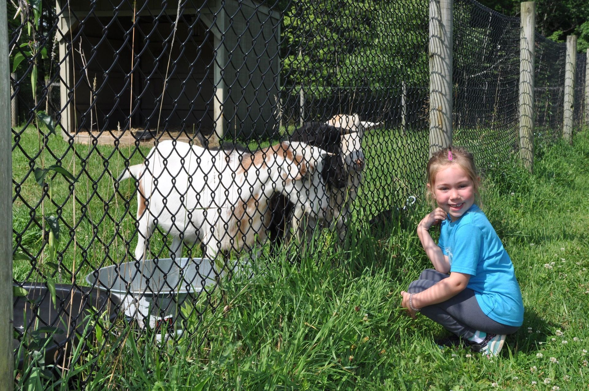 Girl kneeling, smiling, next to a goat pen with goats; sunny day.