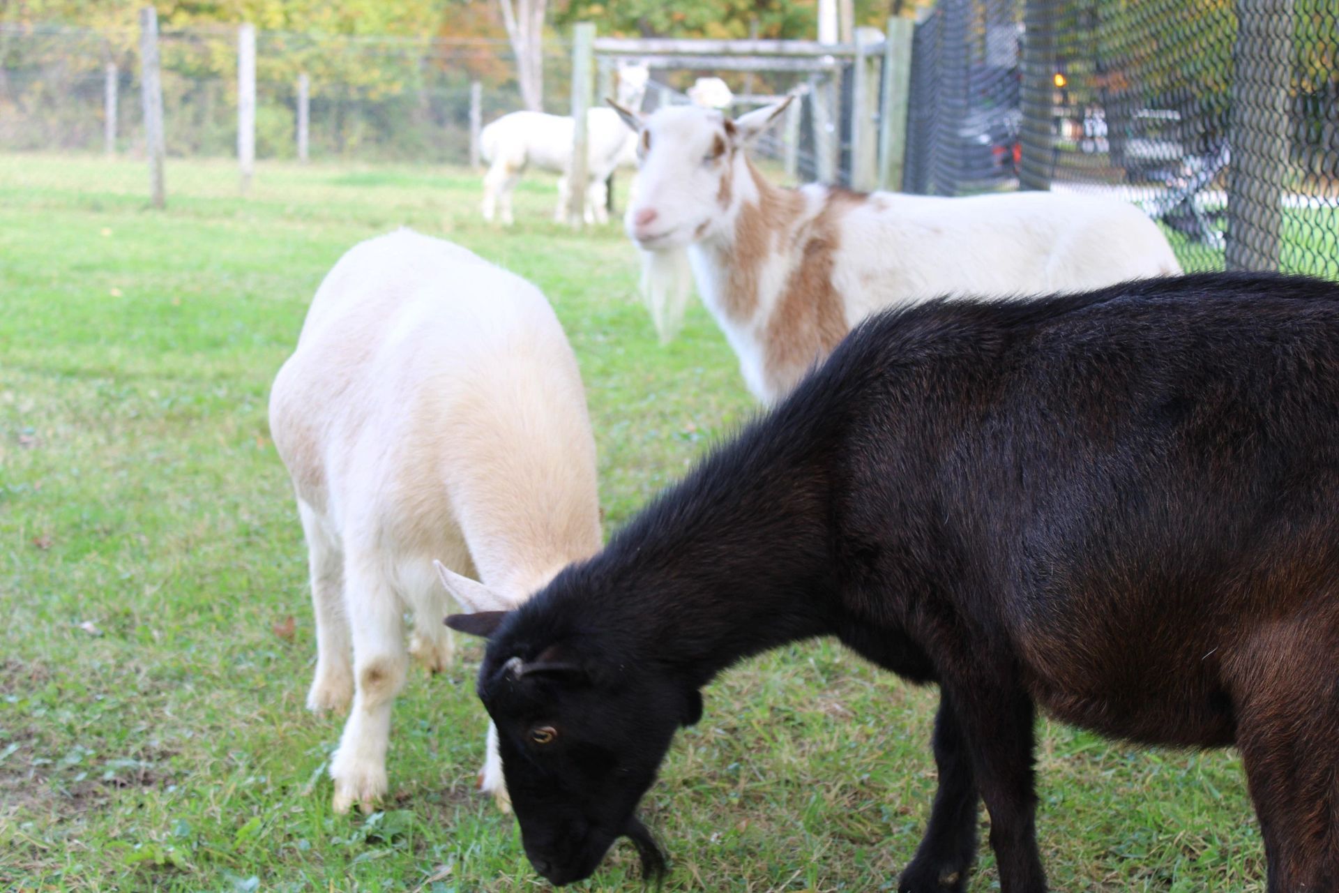 Three goats graze in a grassy enclosure; one white, one brown and white, and one black.