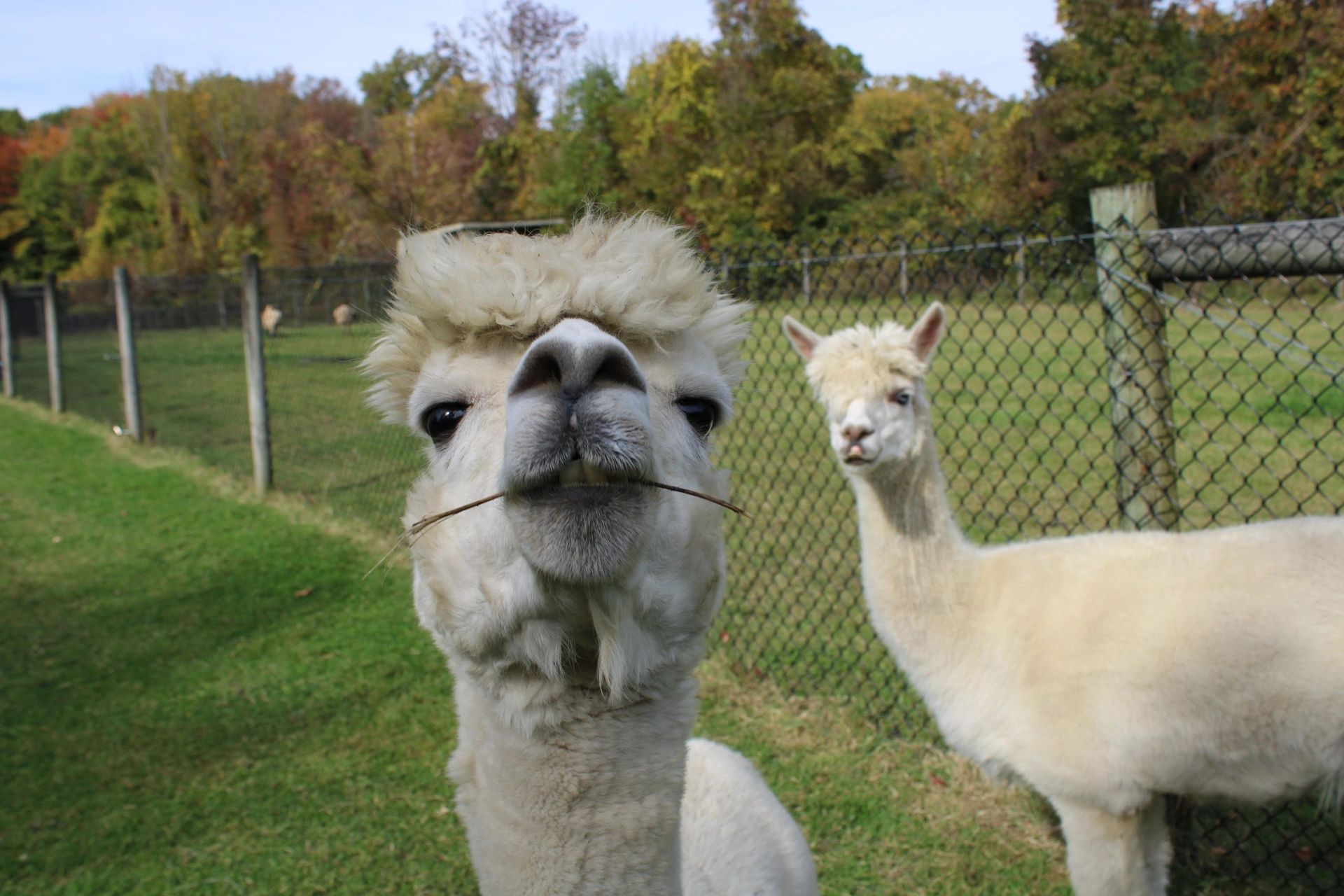 Two white alpacas by a fence, one close-up and looking forward with a straw in its mouth. The other in the background.