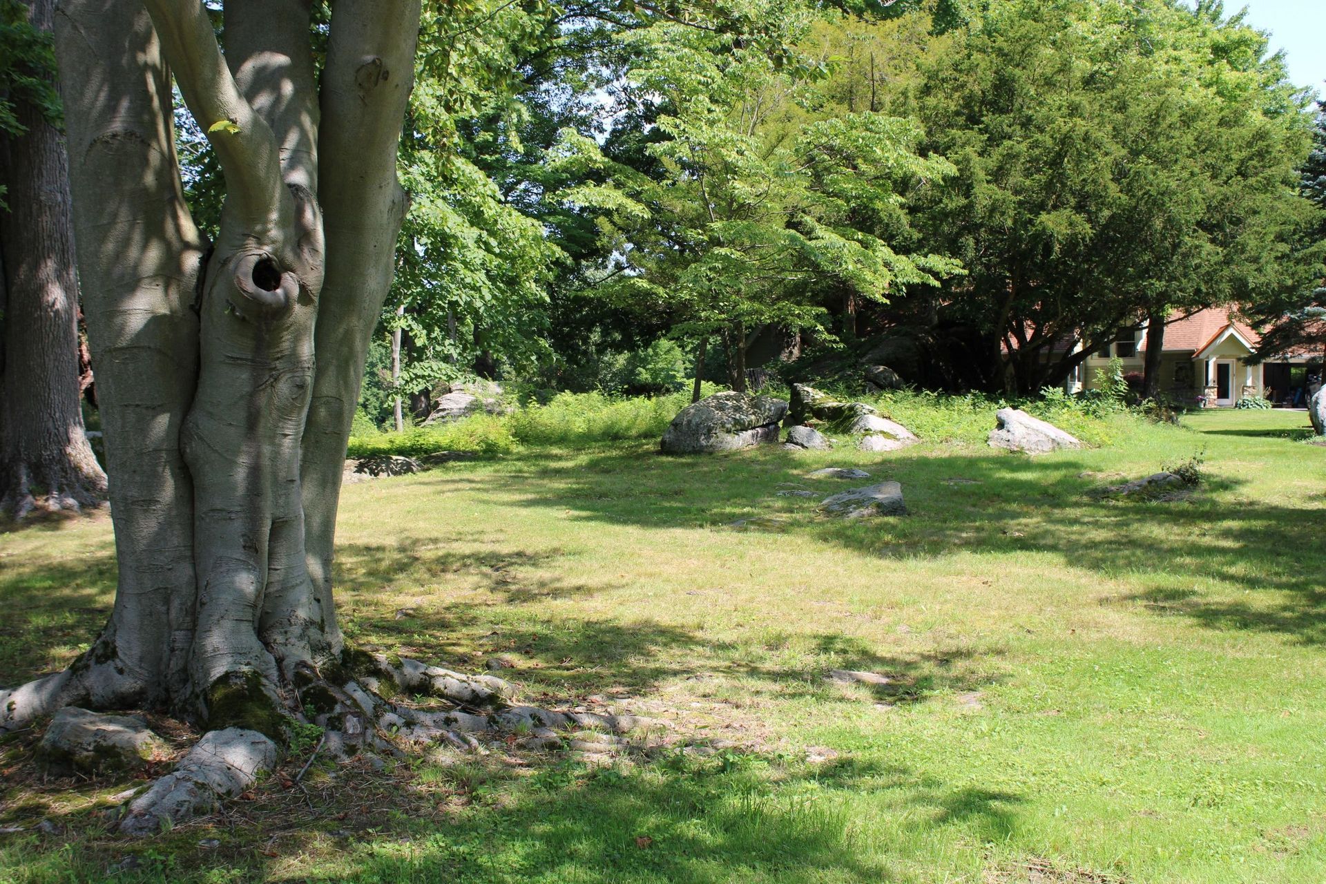 Tree trunk in focus, grassy area with rocks, small building in background. Sunny day.