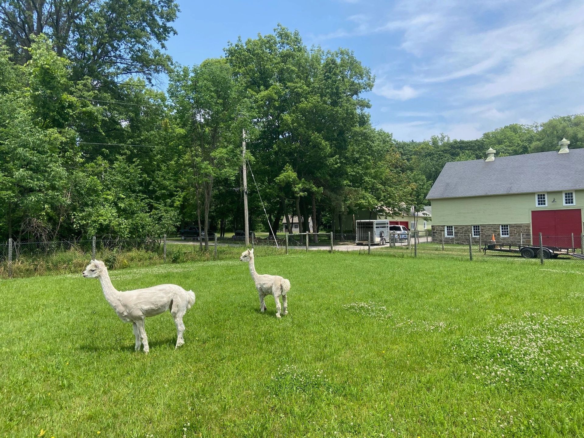 Two white alpacas graze in a grassy field in front of a green barn on a sunny day.