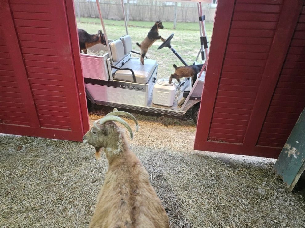 Goats exploring a golf cart inside a red barn. One goat looks at the camera, others leap and stand on the cart.