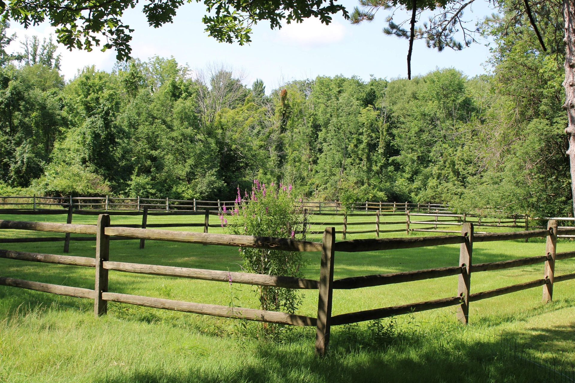 Wooden fence encloses a grassy field surrounded by lush green trees under a bright sky.