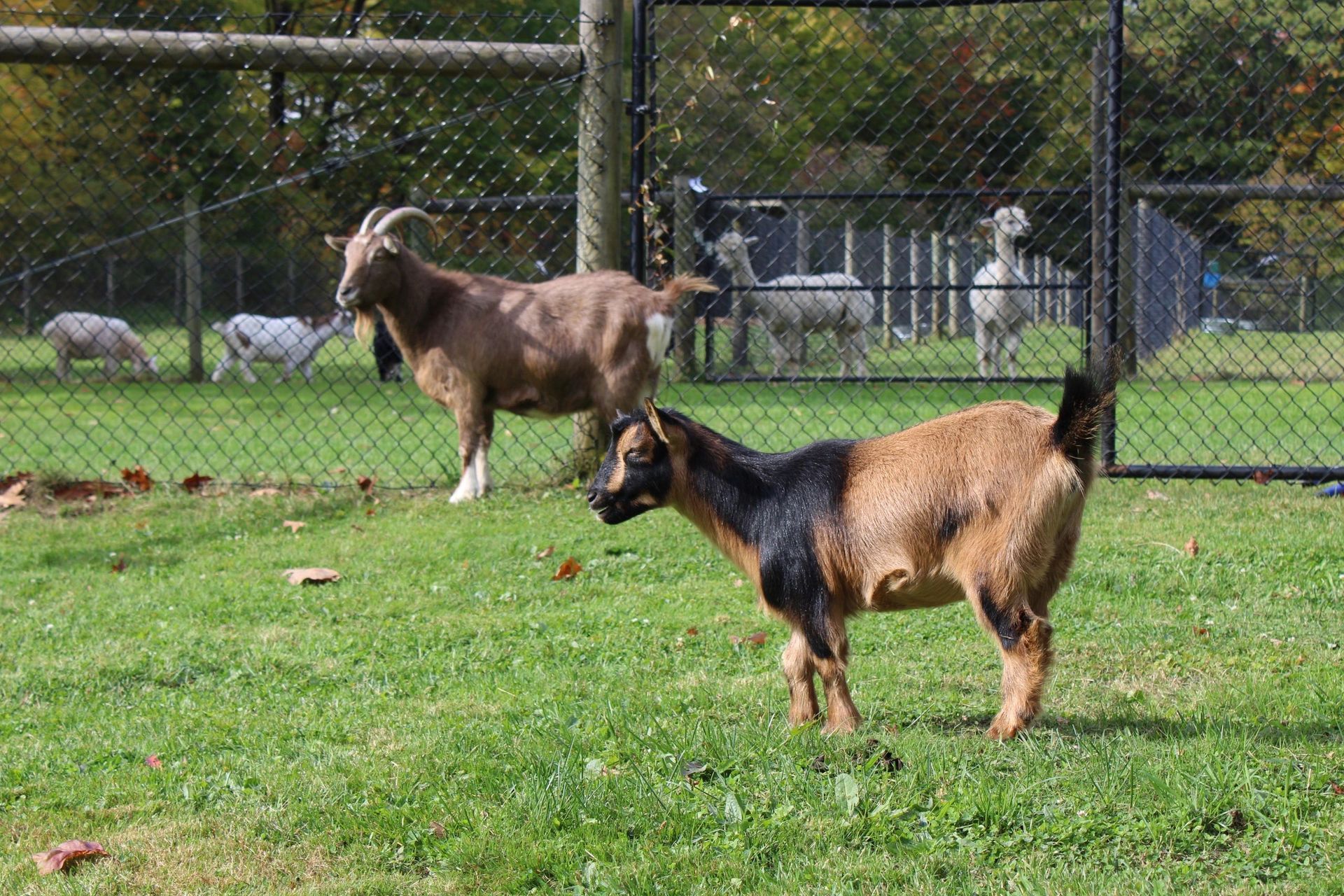 Two brown goats graze in a grassy enclosure, with other animals visible behind a fence.