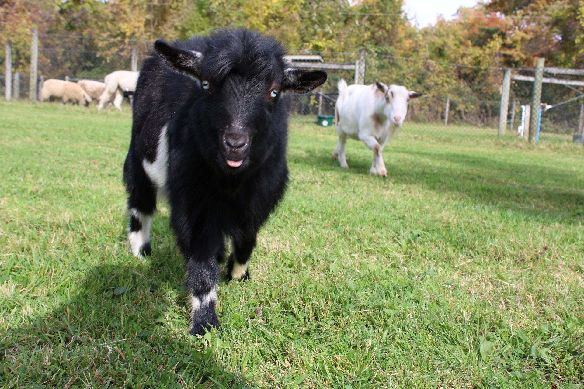 Black goat with white markings walking toward the camera with tongue out; white goat in background.