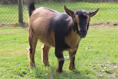 Brown and black goat standing on grass, looking at the camera.
