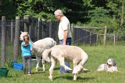 Girl and older man with alpacas in a fenced grassy area; dog resting nearby.