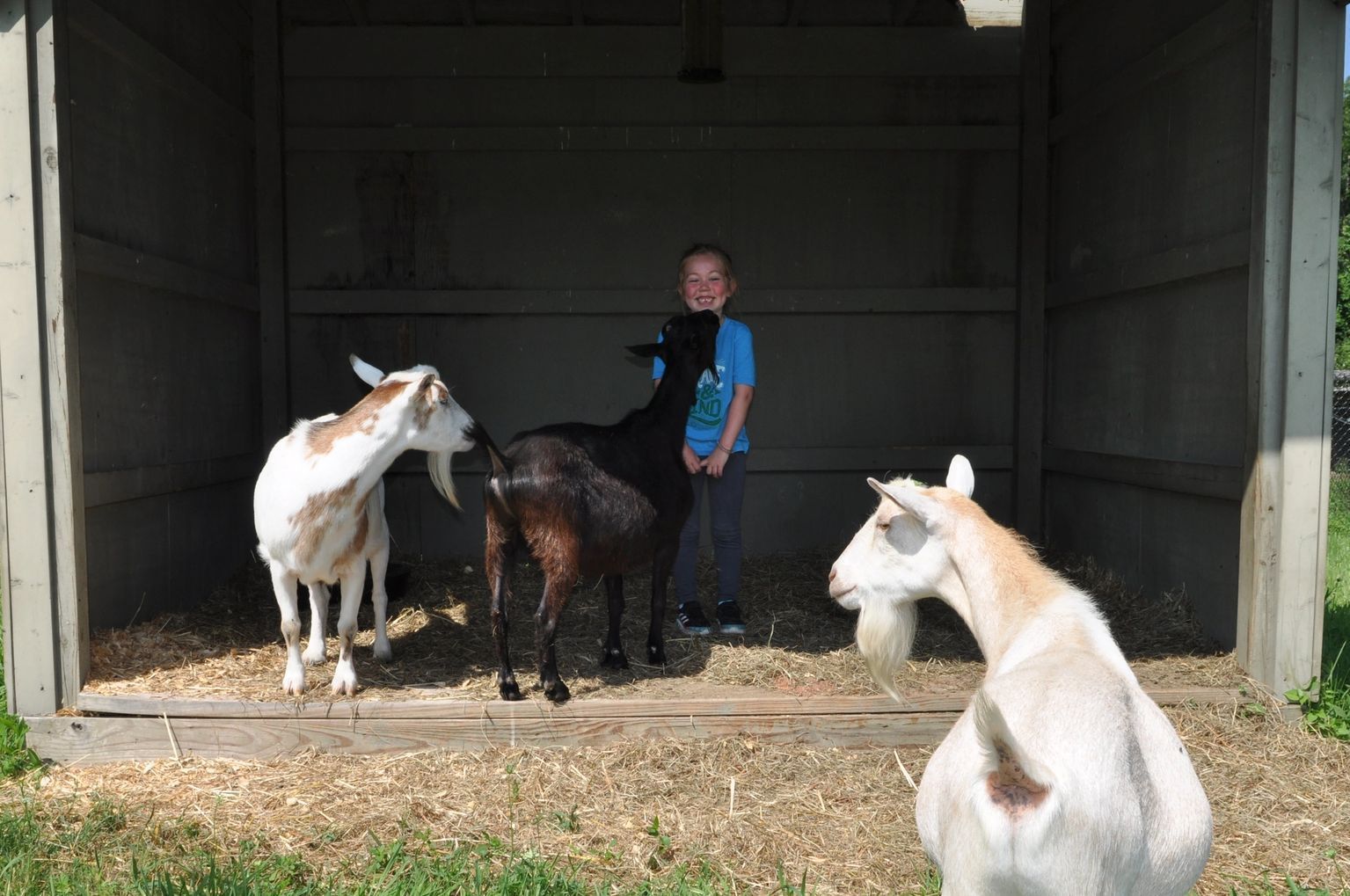 Child smiles with three goats in a wooden shelter, lit by sunlight.