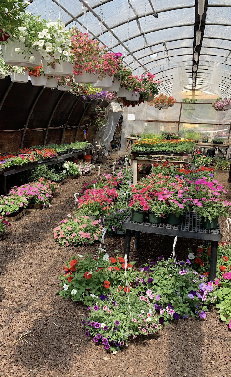 Hanging basket plants