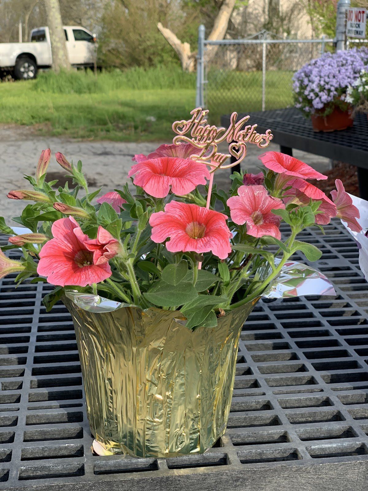 Mother’s Day Petunia