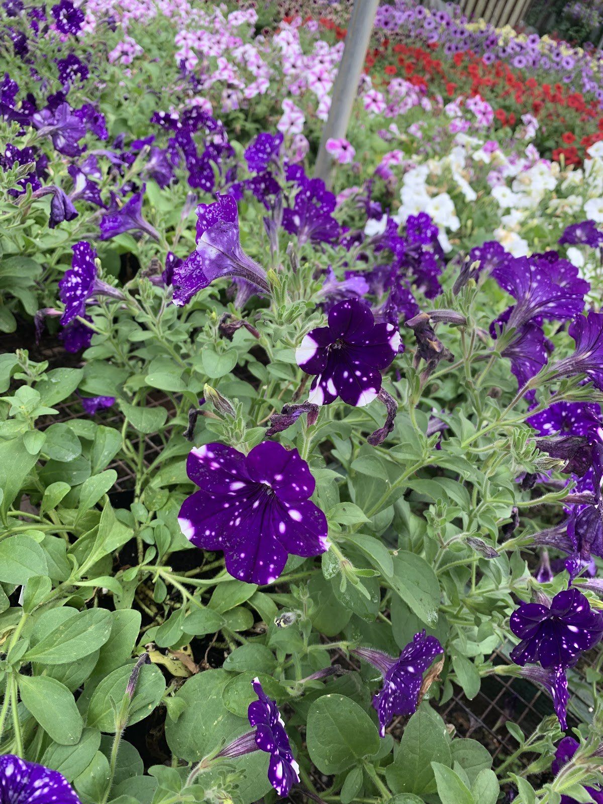 Petunia, purple