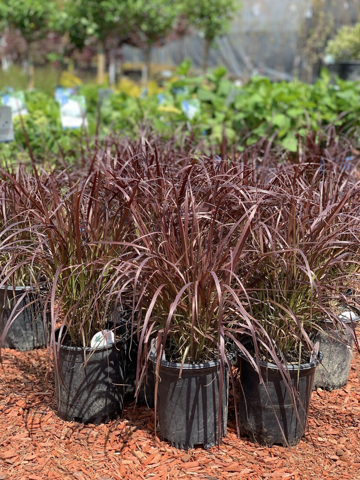 Annual Grass, Purple Fountain Grass