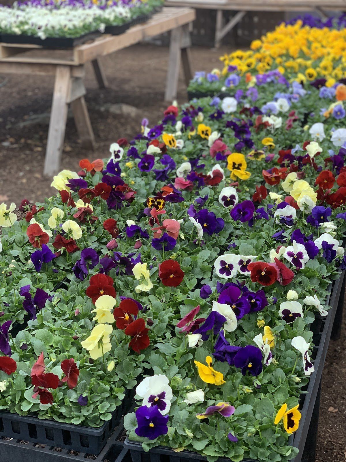 Pansy Annuals