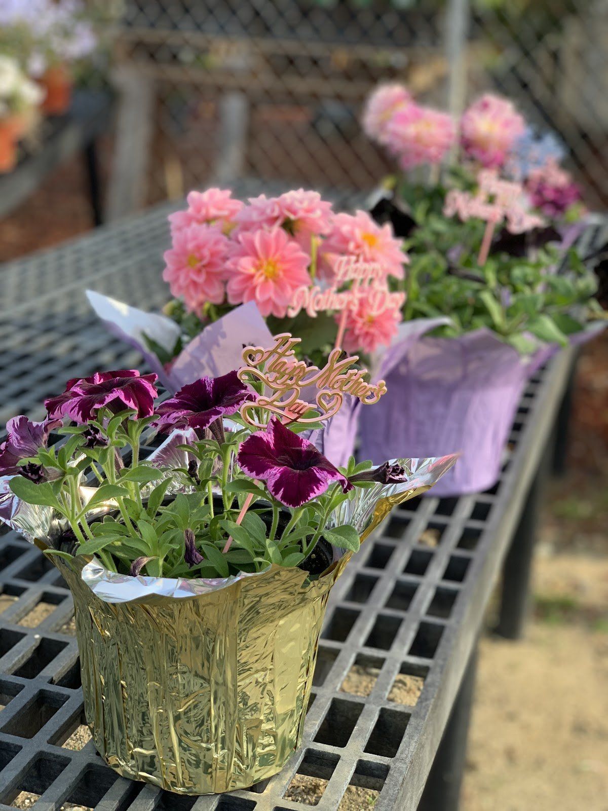 Mother's Day Basket, Petunia