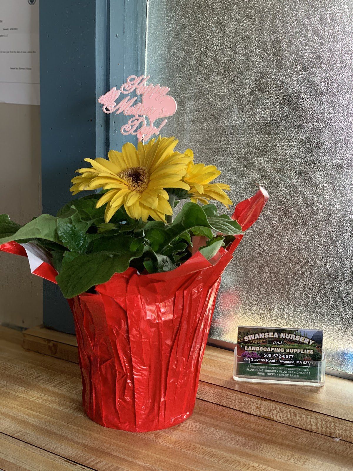 Mother's Day Basket, Gerba Daisy