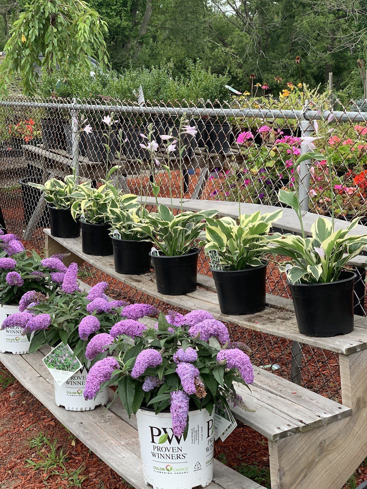 Hostas and Buttery Bushes