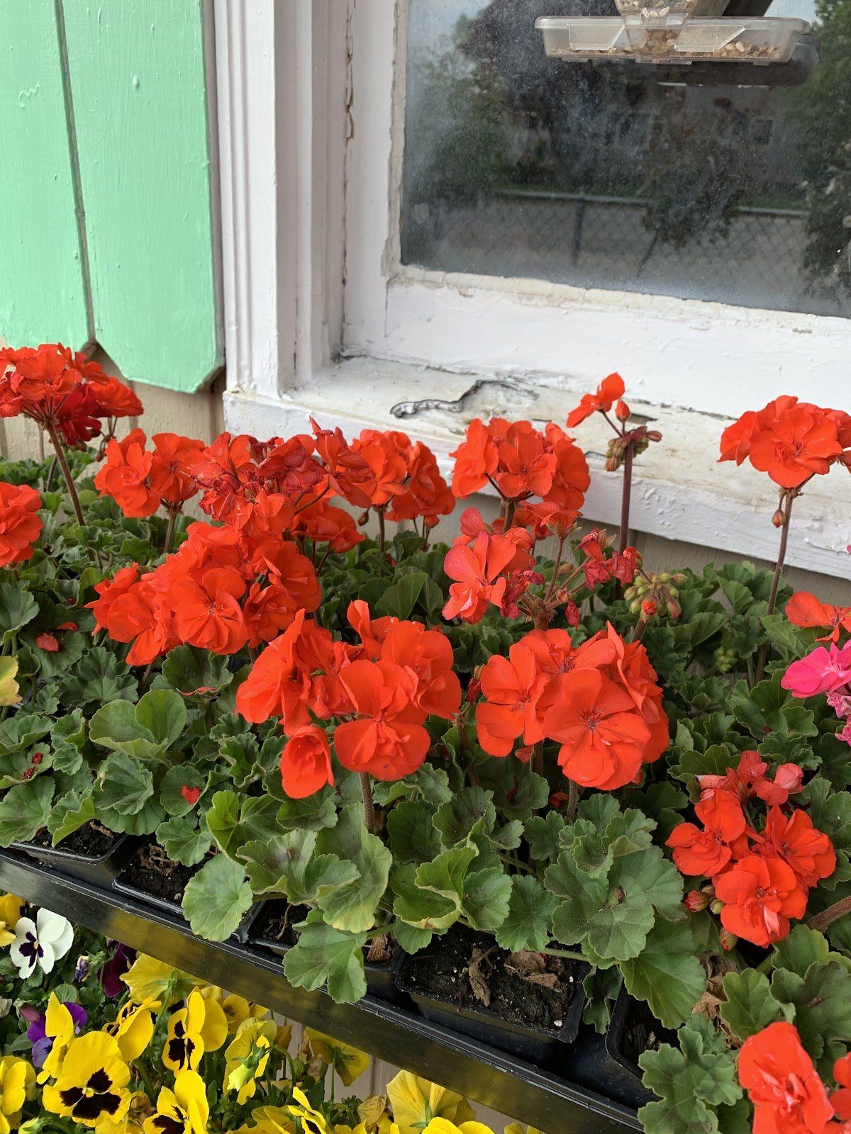 Geraniums, orange color
