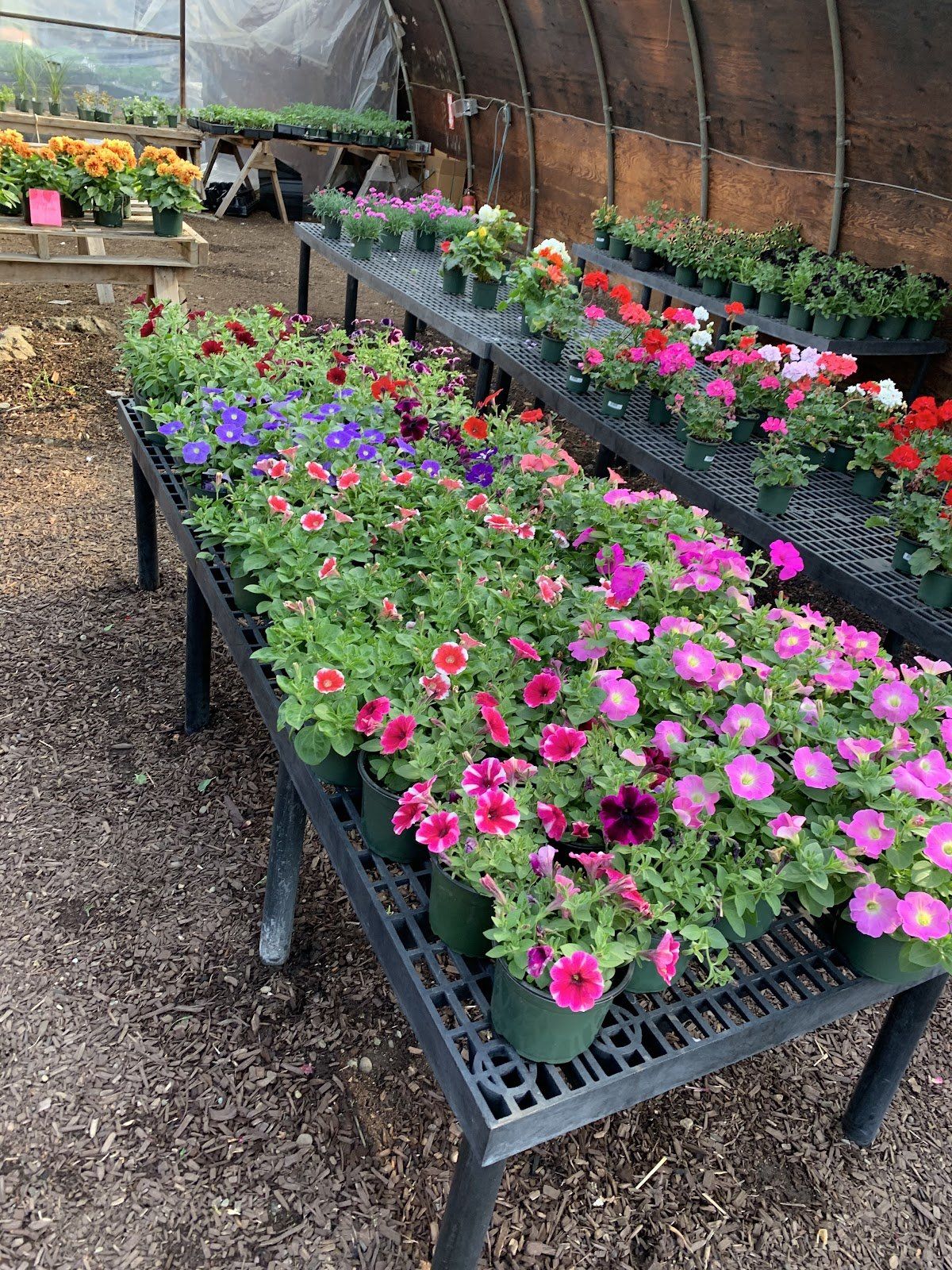 Annuals in Greenhouse
