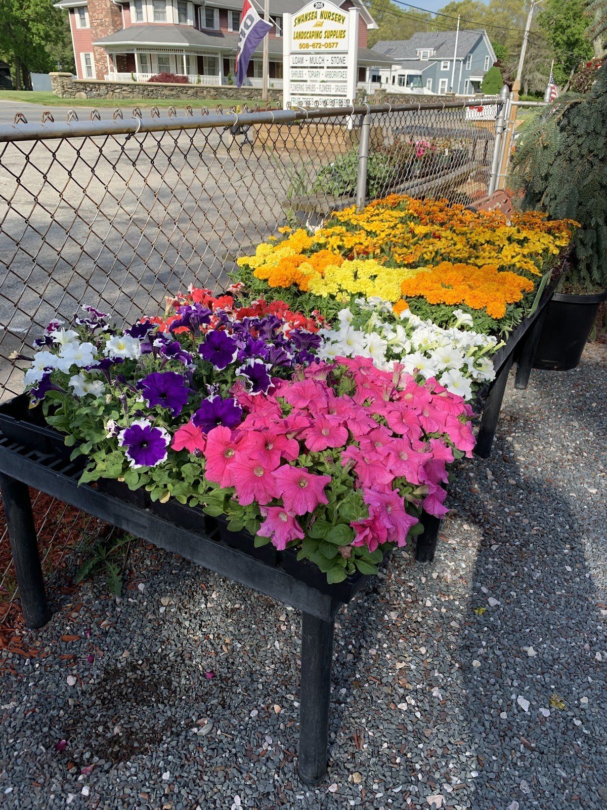 Table of Annuals