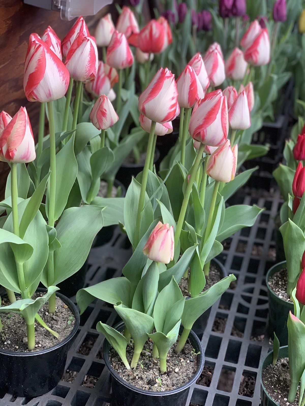 Tulips