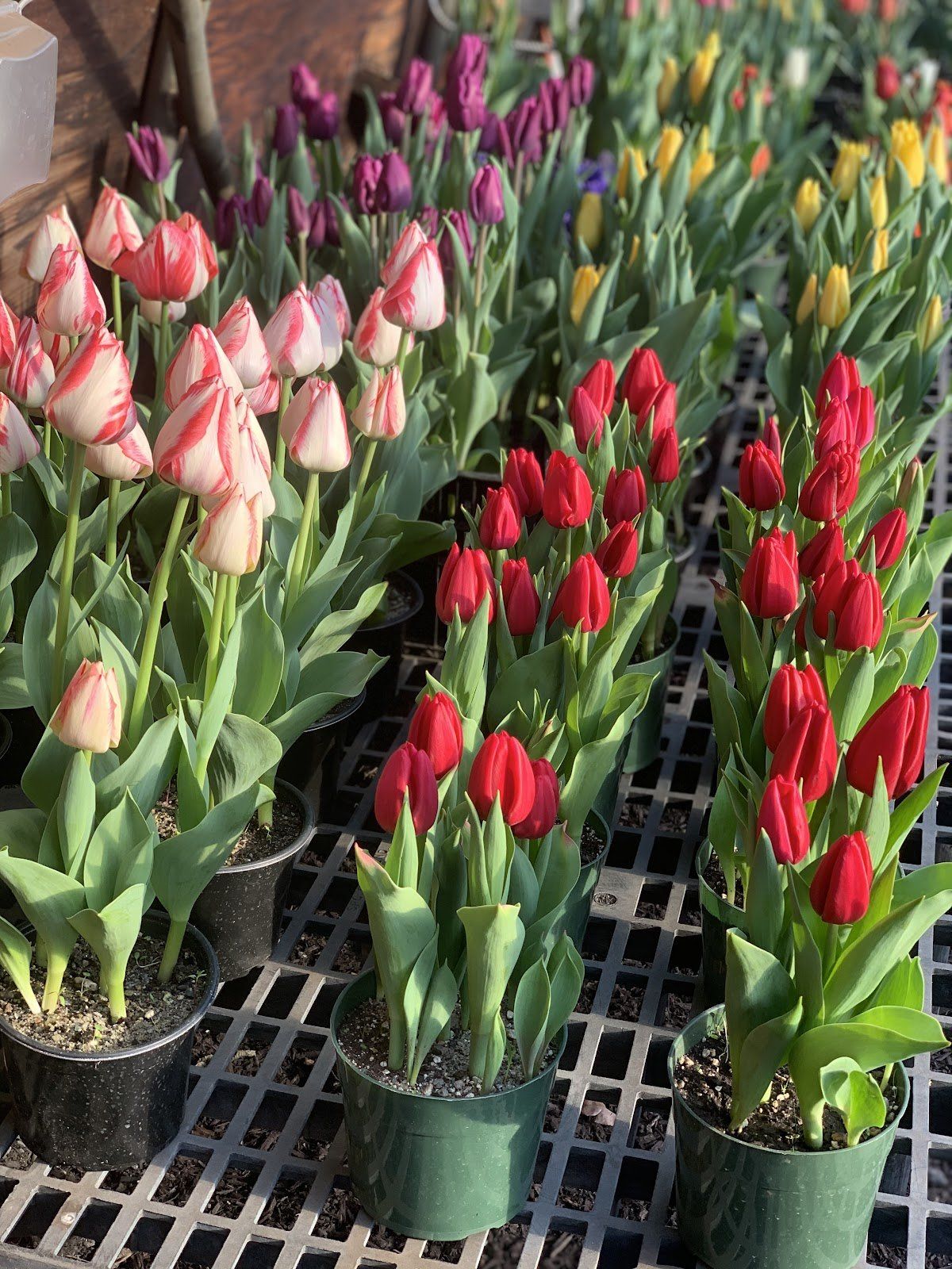 Tulips (Easter Holiday)