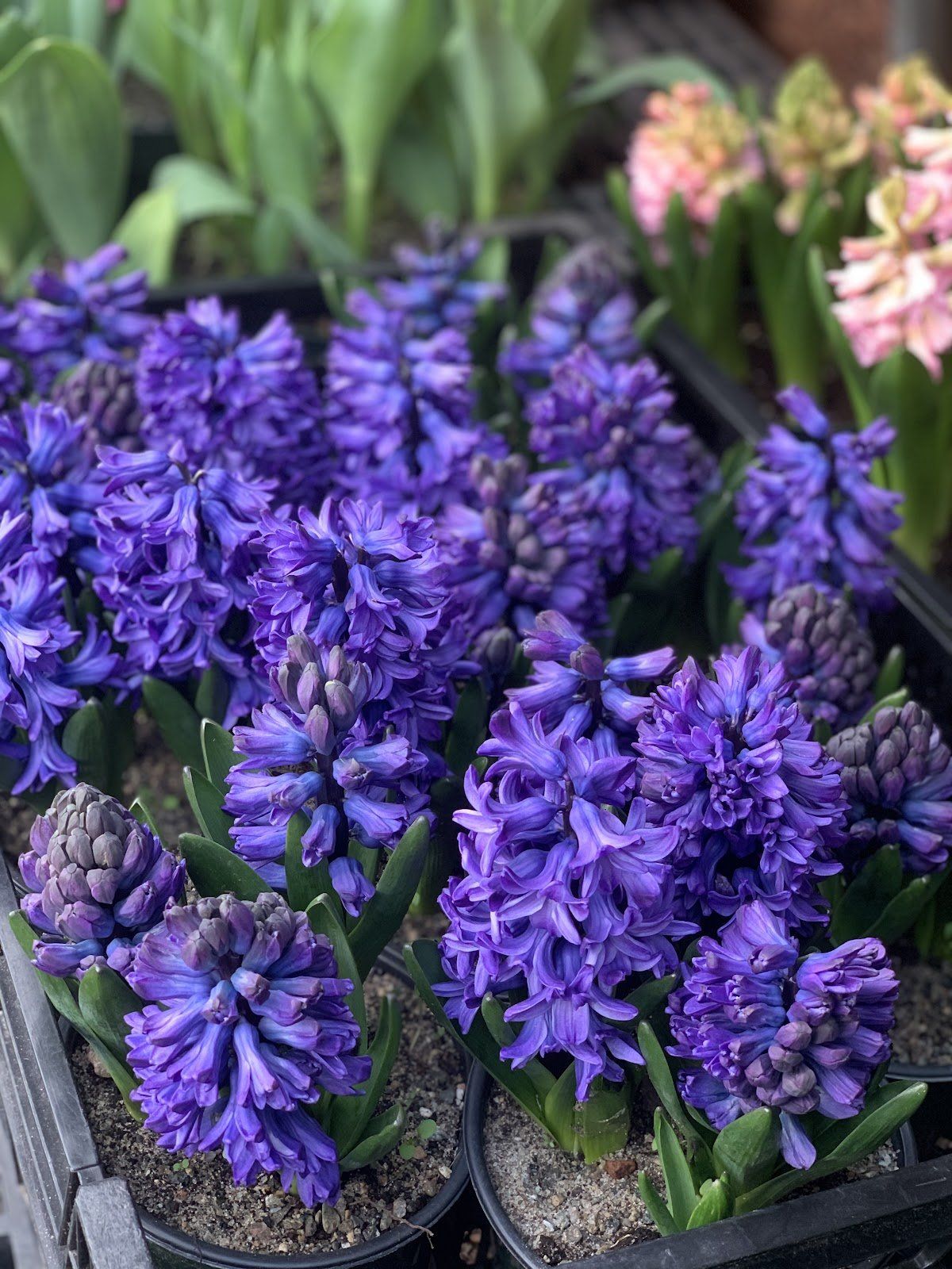 Hyacinths (Easter Holiday)