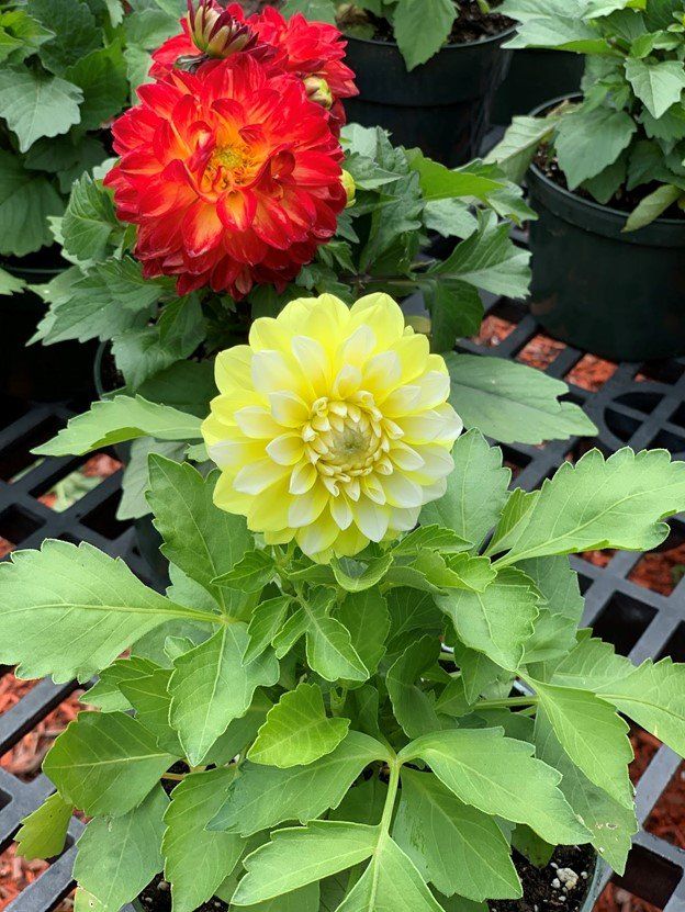 Dahlias