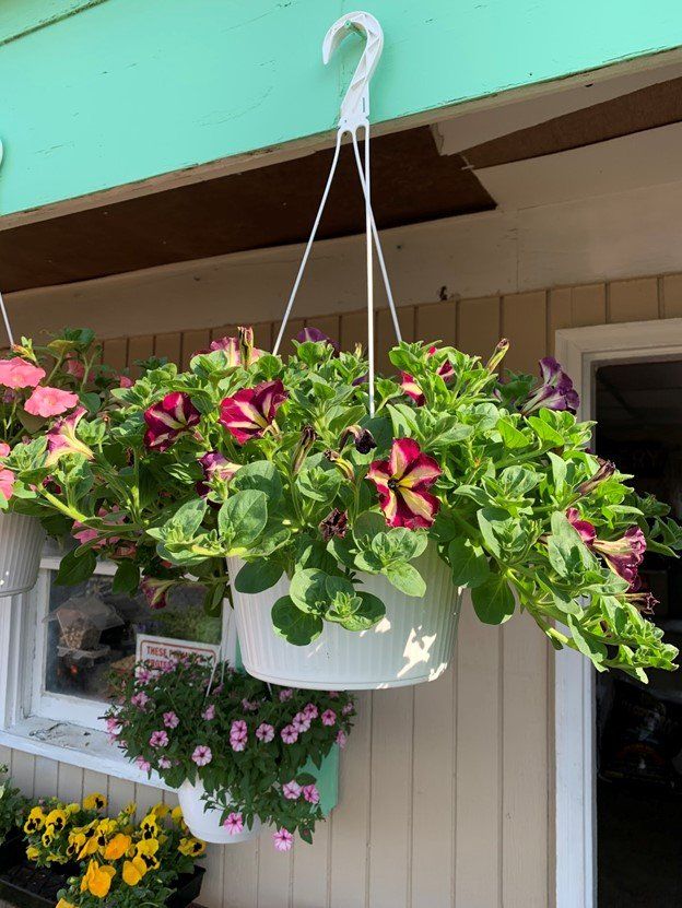 Hanging Basket, Petunia