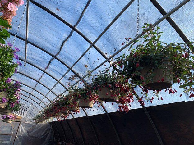 Hanging Baskets, Fuschia