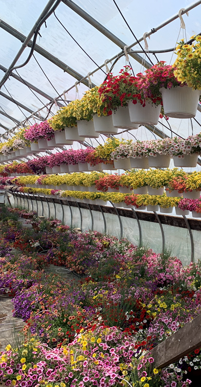 Million Bells Hanging Flowers