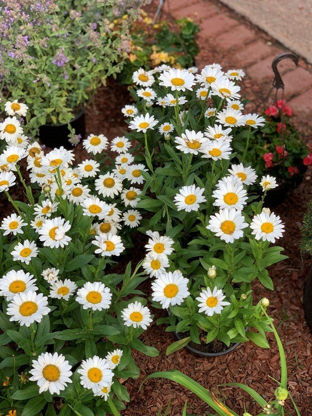 Shasta Daisy