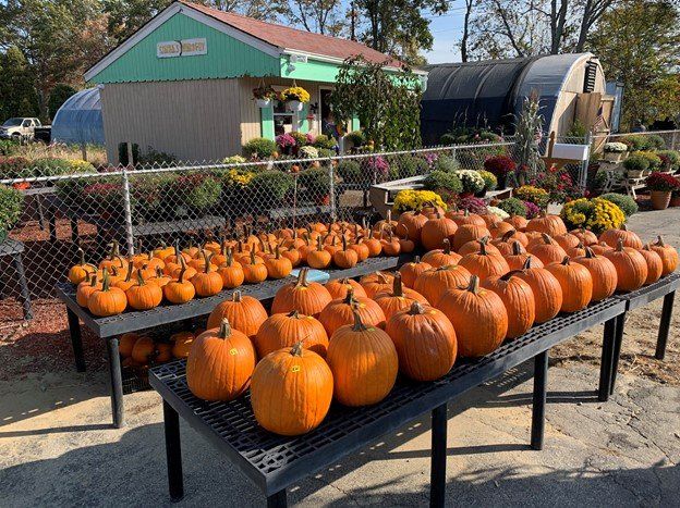 Pumpkins