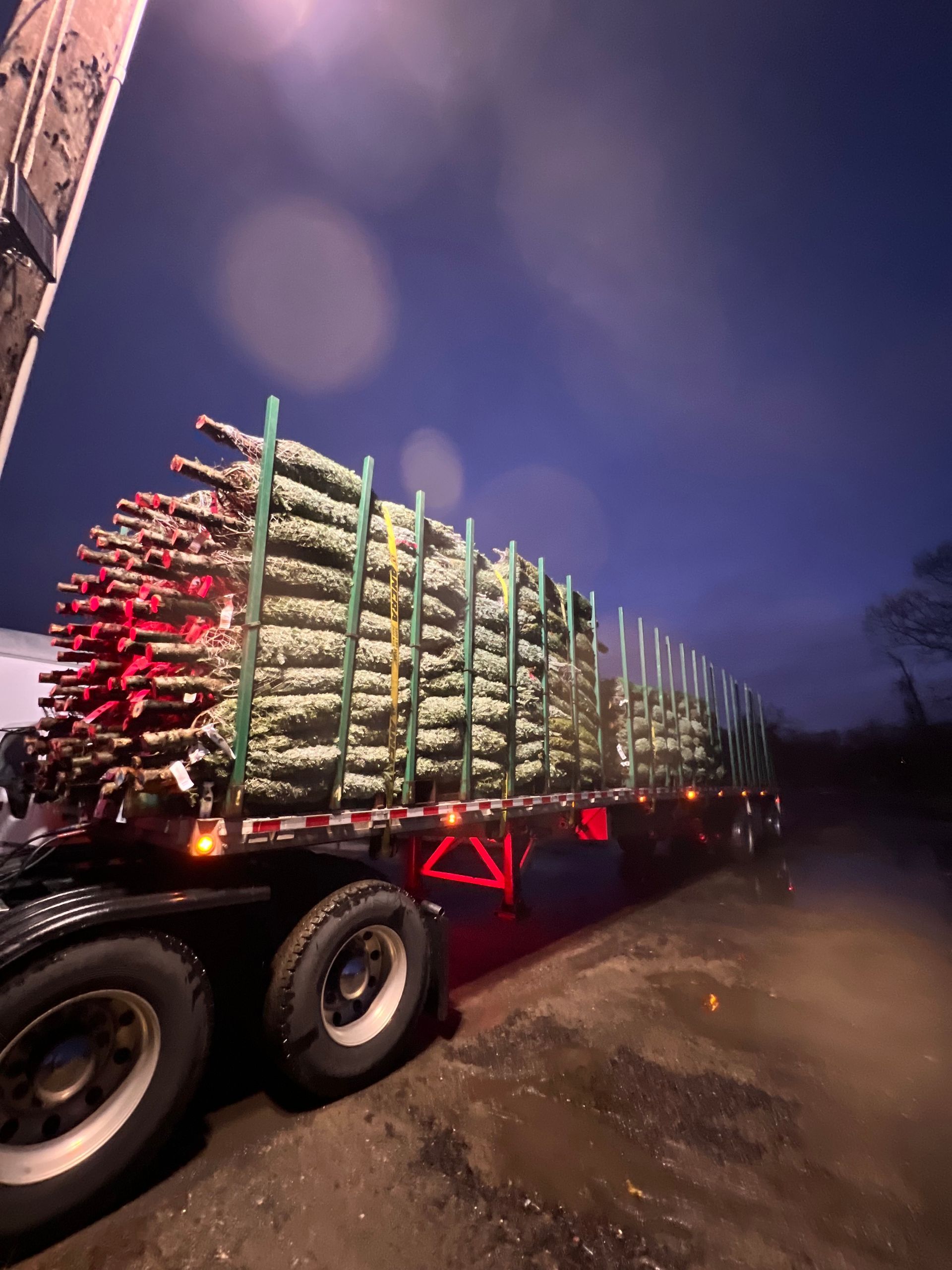 a semi-truck loaded with Christmas trees at night