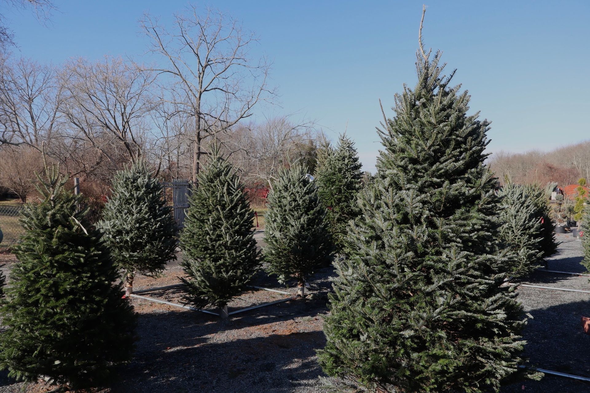 evergreen trees in a field on a sunny day