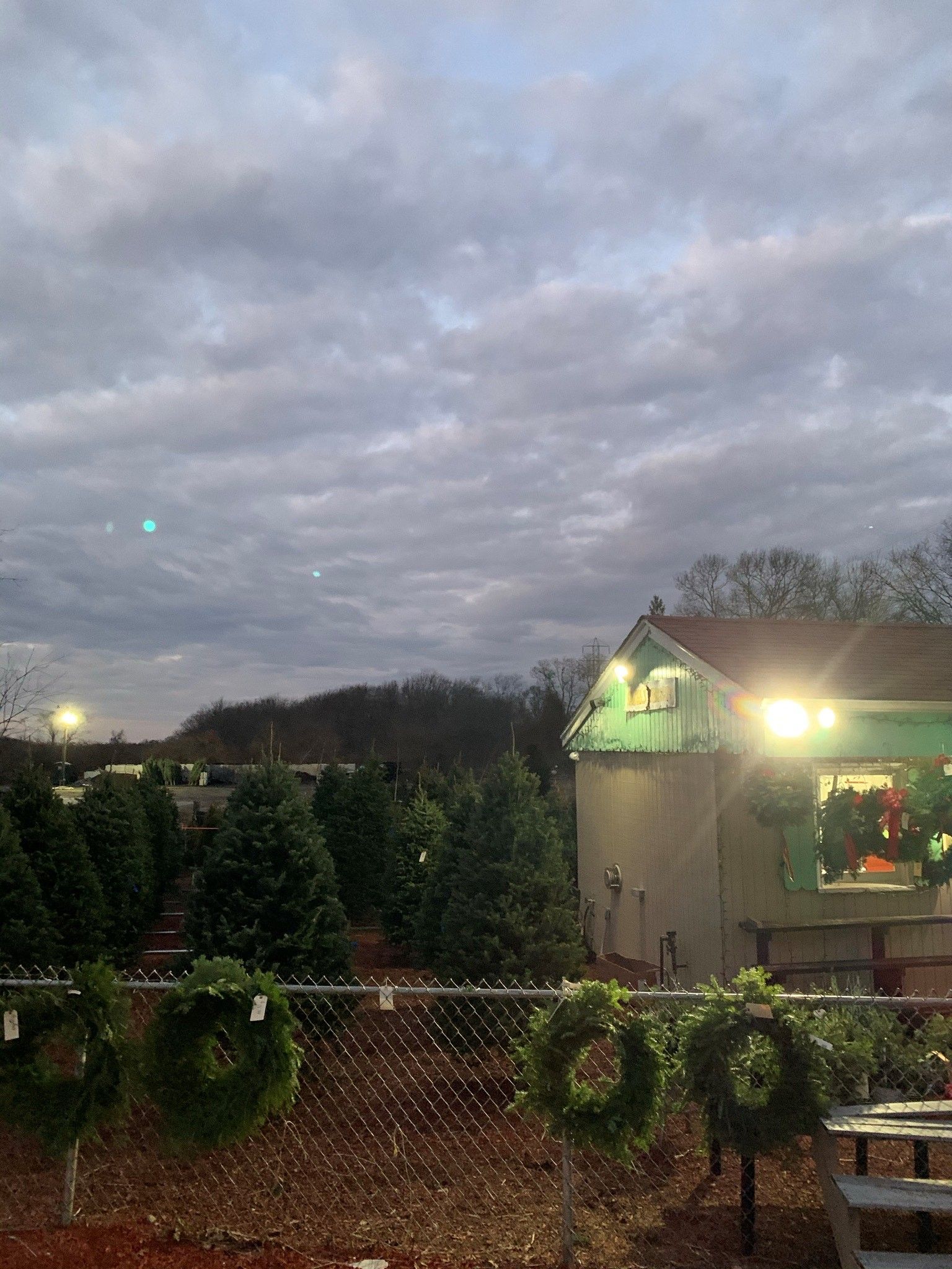 Swansea Nursery & Landscaping Supplies Christmas trees and wreaths selections