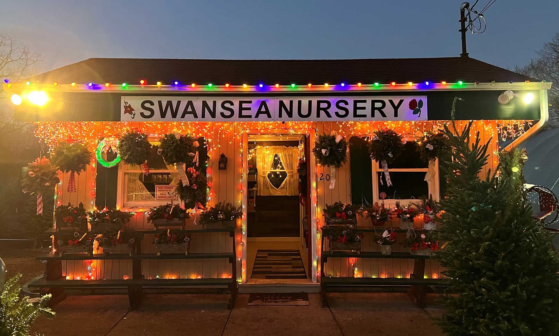 Swansea Nursery & Landscaping Supplies Christmas decorations at night