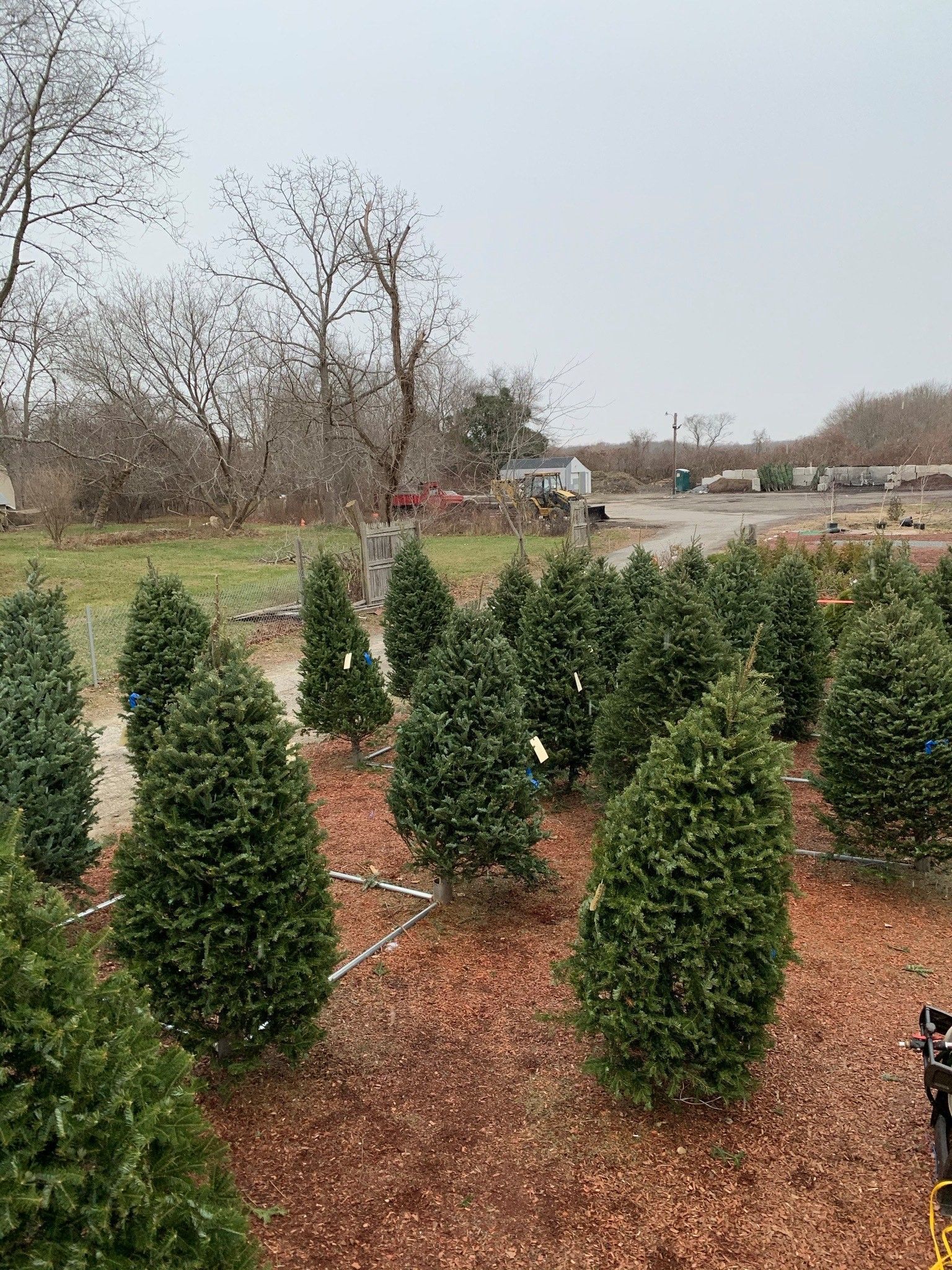 Christmas trees for sale