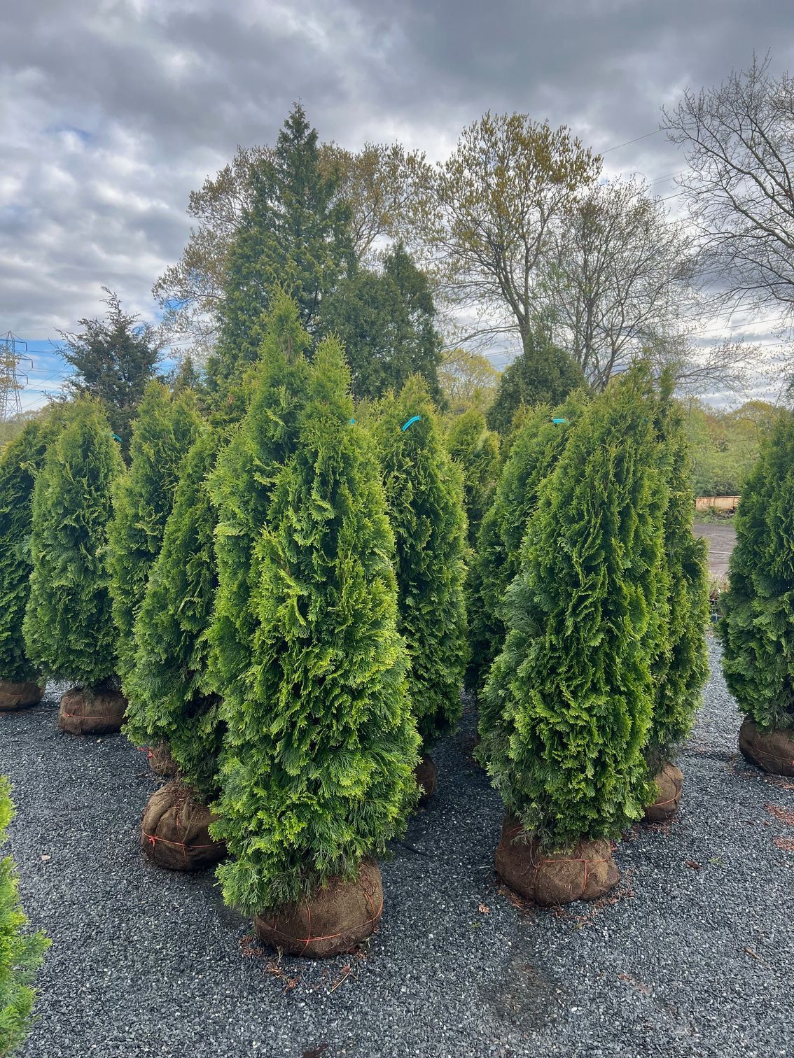 Emerald Green Arborvitae